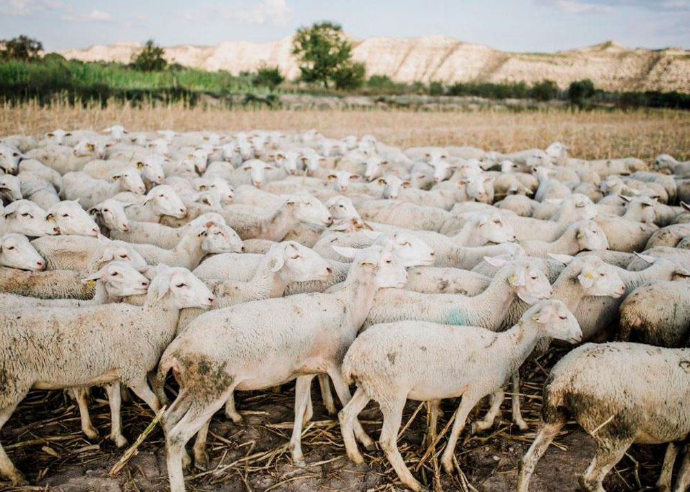 El Foro Ganadero Cárnico reclama diálogo entre los sectores ganadero, vitivinícola y turístico para garantizar la convivencia en Castilla y León
