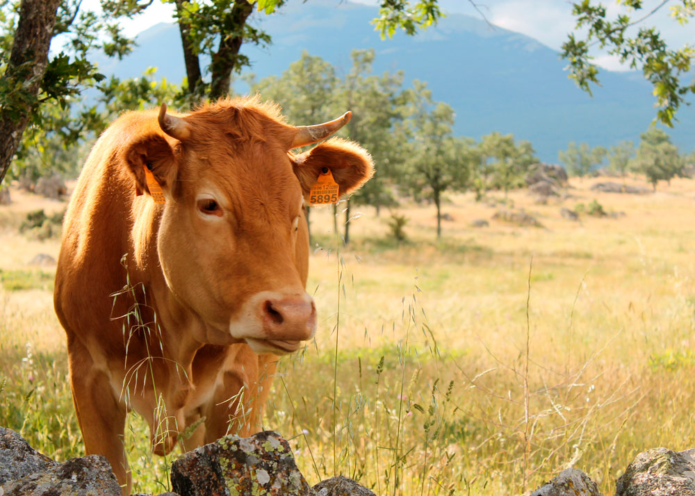 Carne y Salud y Foro Ganadero Cárnico vuelven a participar en «El Sentido de la Carne», el proyecto pionero de colaboración para poner en valor el placer de consumir carne